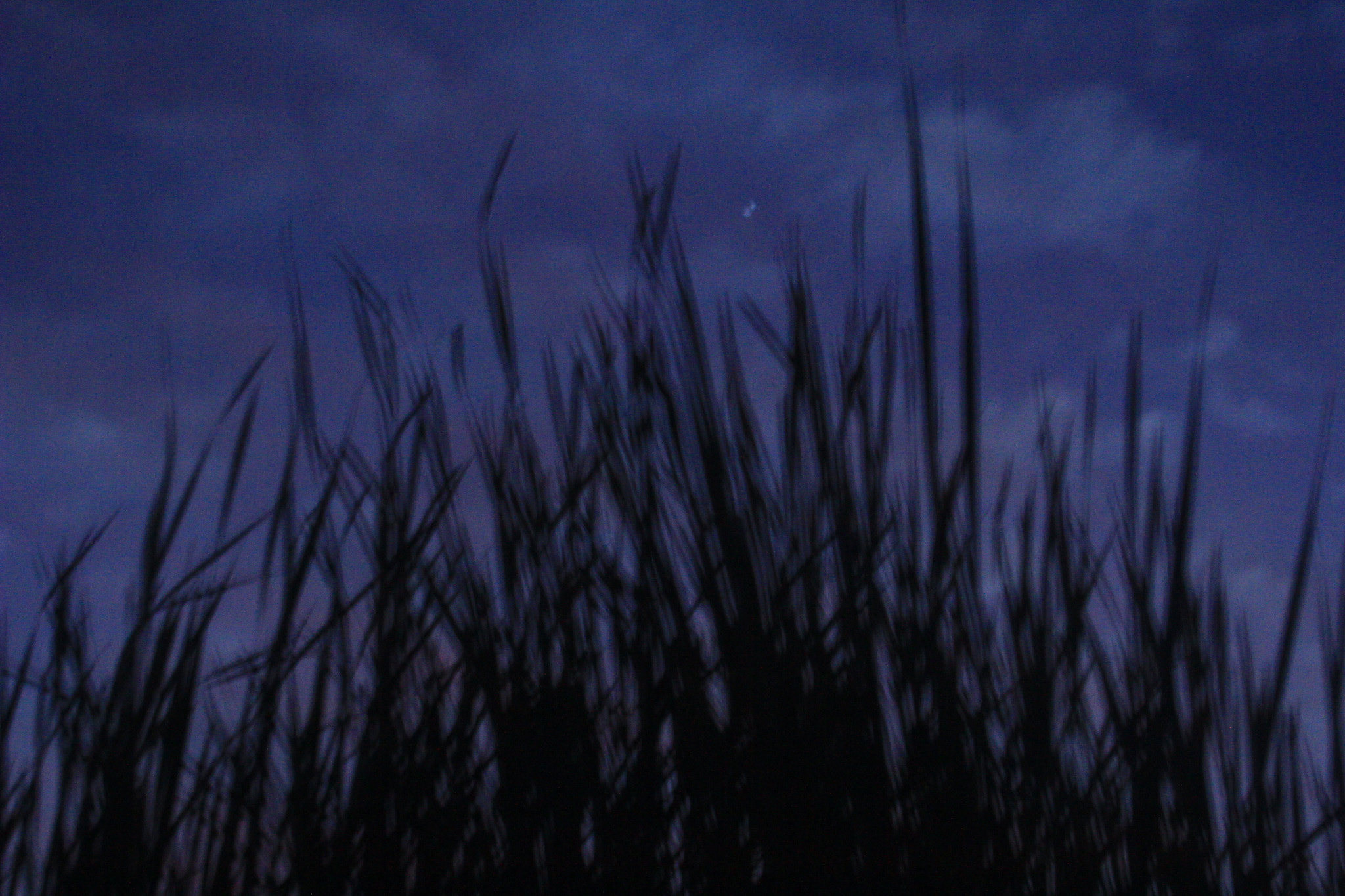 Canon EF 35-80mm f/4-5.6 sample photo. Alcielo photography