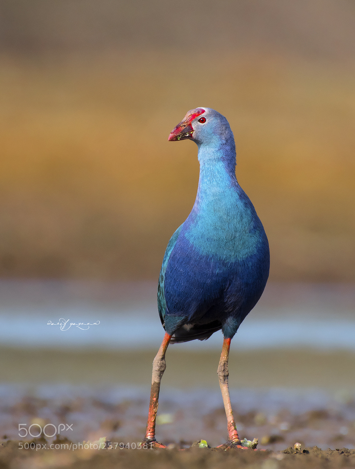Nikon D500 sample photo. Purple swamphen photography