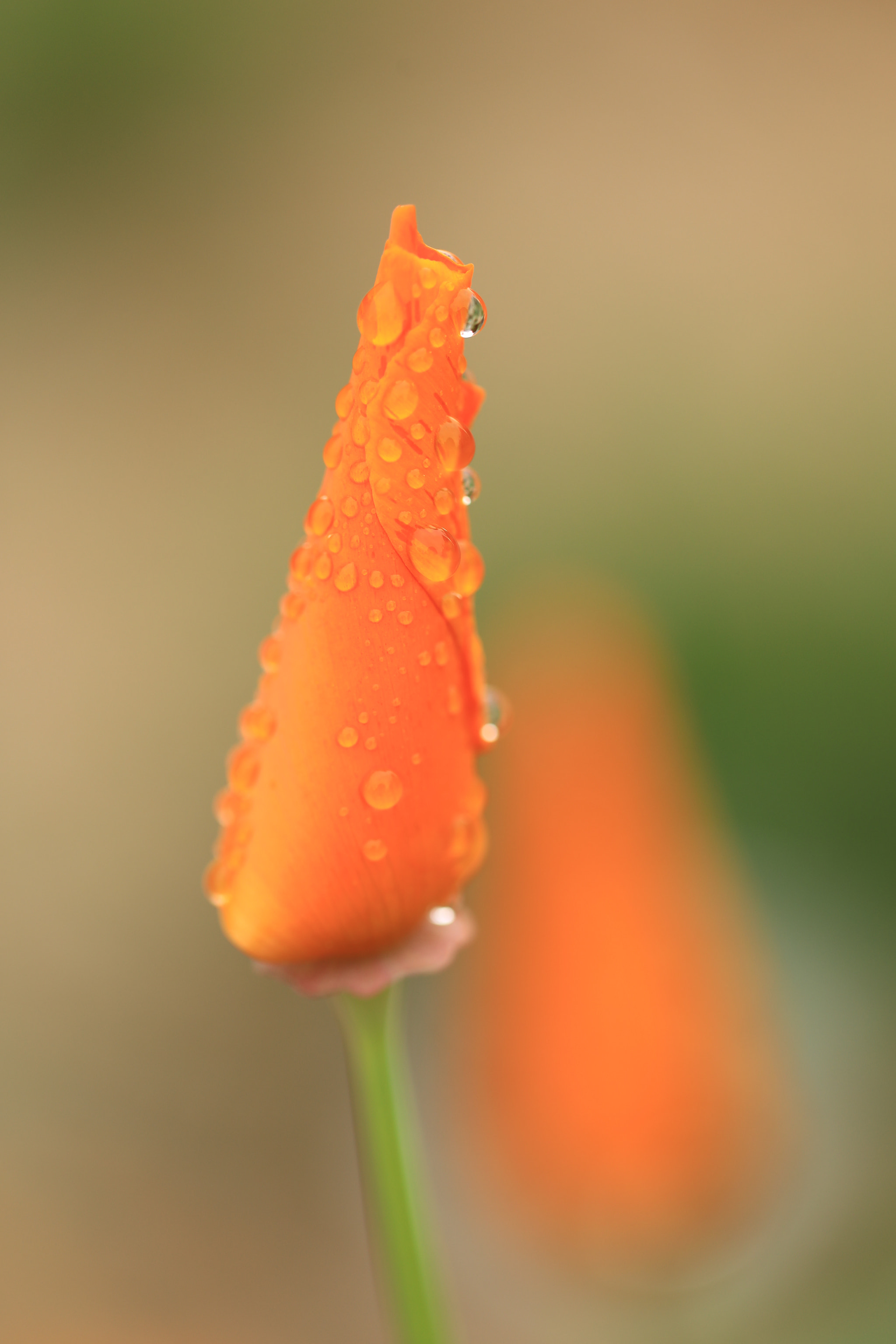Canon EF 100mm F2.8L Macro IS USM sample photo. California poppy photography
