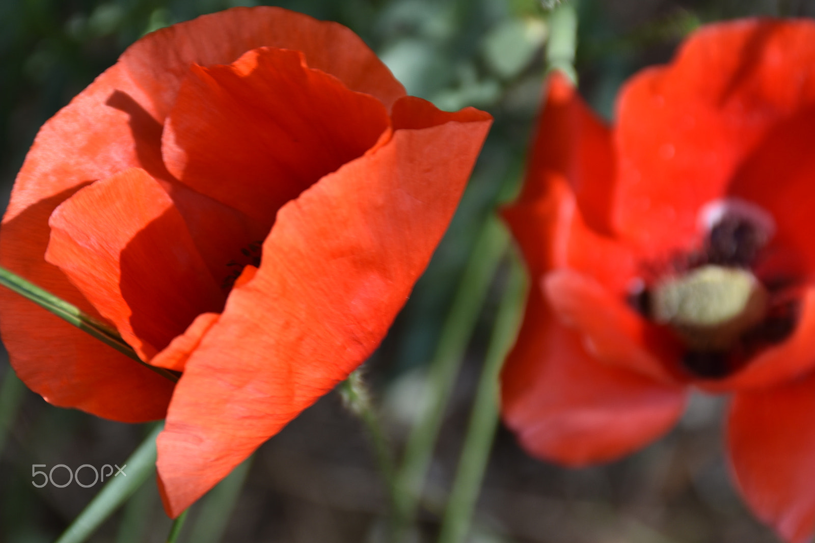 Nikon D7200 sample photo. Poppy flower photography