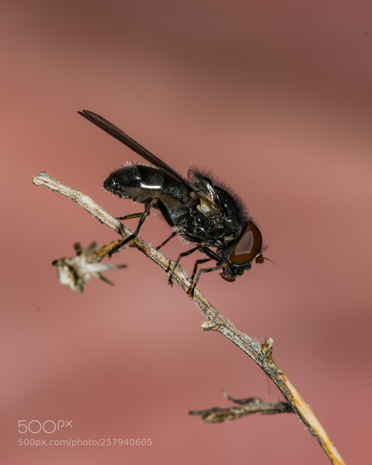Nikon D7200 sample photo. Fly on weed photography