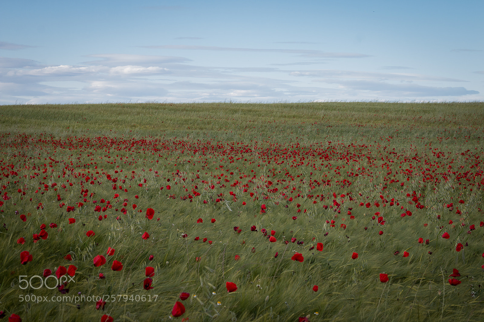 Canon EOS 70D sample photo. Campo de amapolas photography