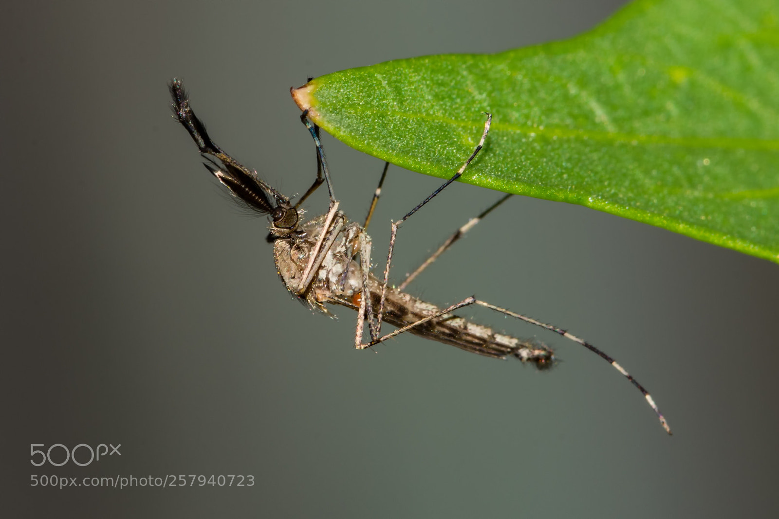 Nikon D7200 sample photo. Mosquito on a leaf photography