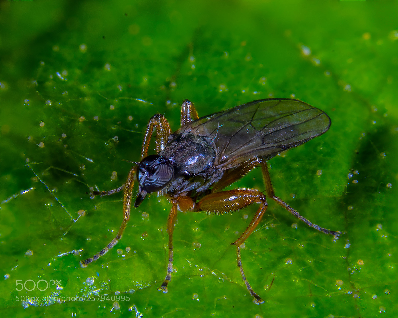 Sony a7 III sample photo. Unknown fly photography