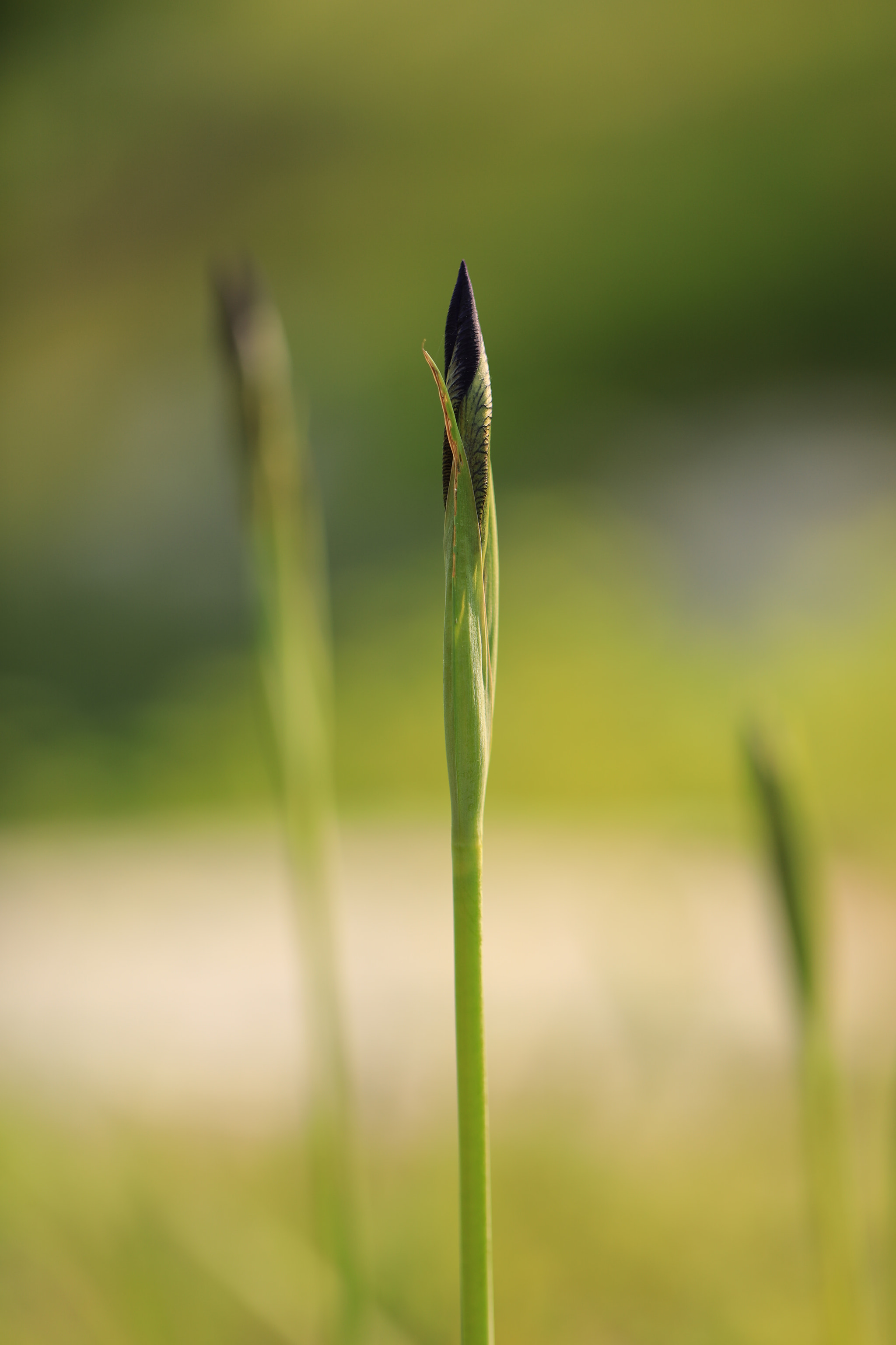 Canon EF 100mm F2.8L Macro IS USM sample photo. Iris photography