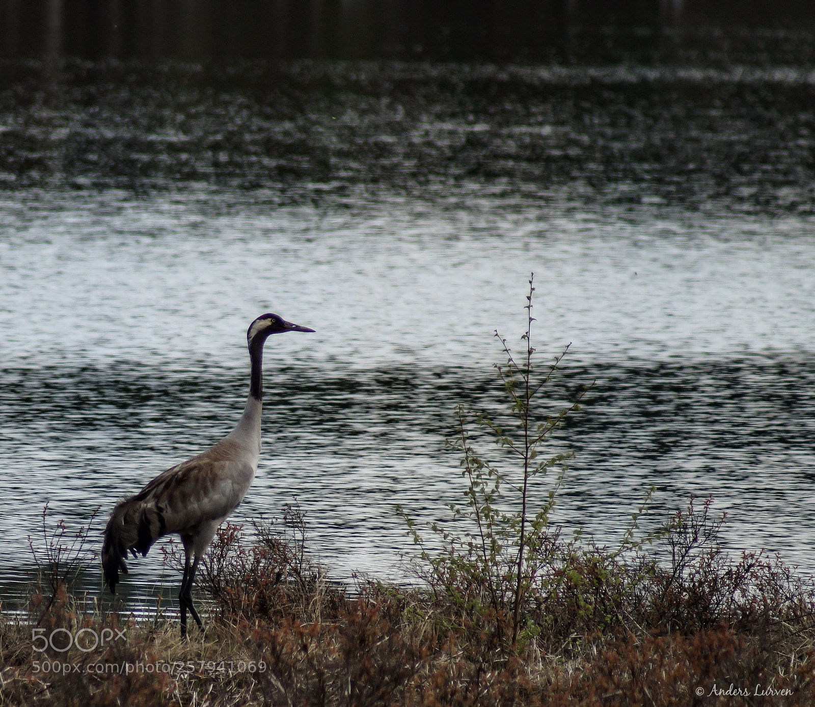 Sony SLT-A58 sample photo. Untitled photography