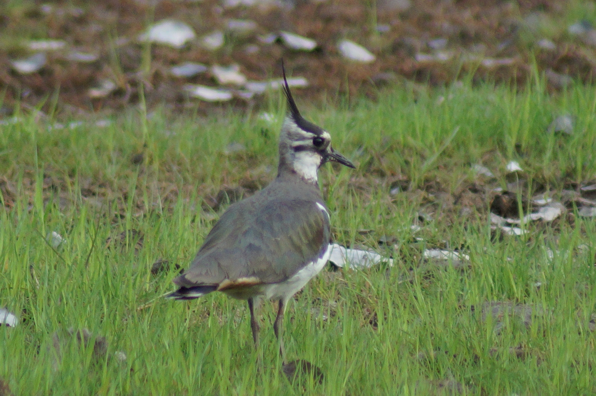 Sony 75-300mm F4.5-5.6 sample photo