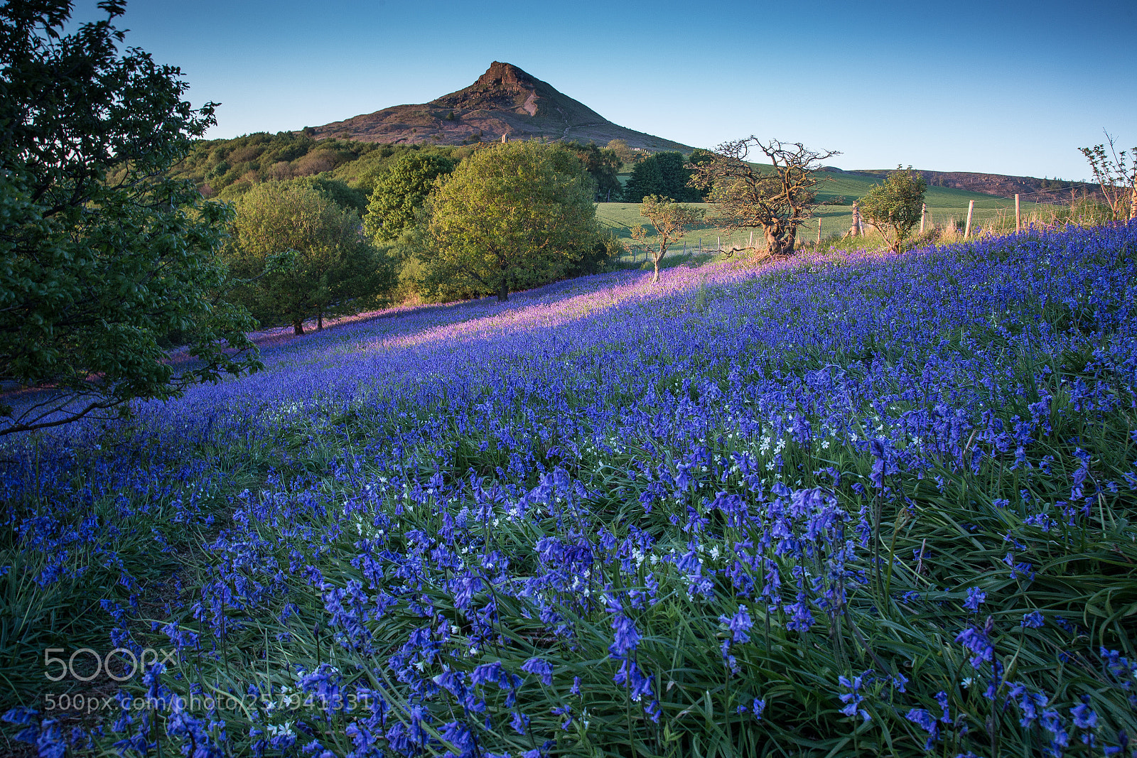 Canon EOS 6D sample photo. Bluebells at roseberry photography
