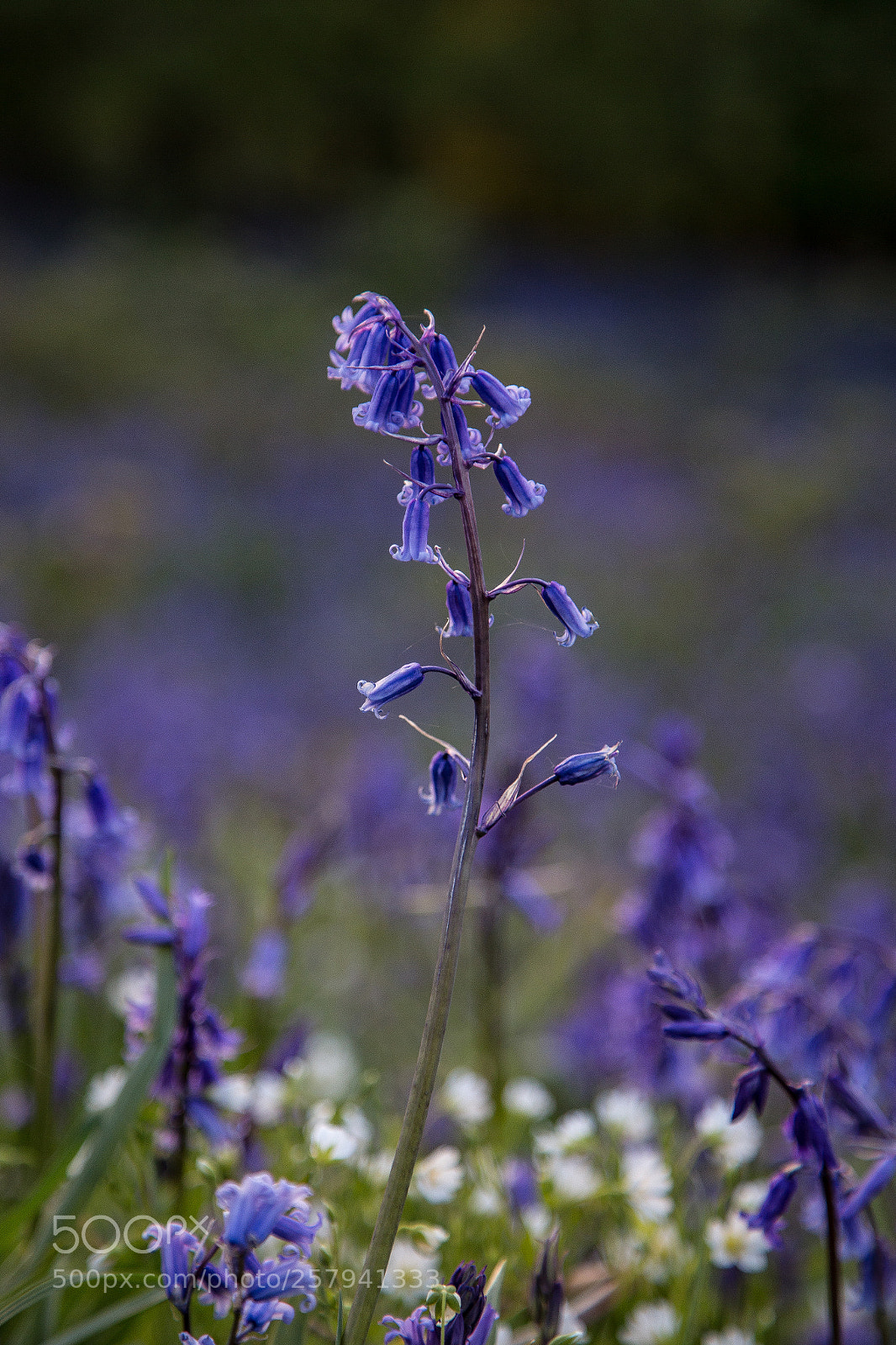 Canon EOS 6D sample photo. Bluebells photography