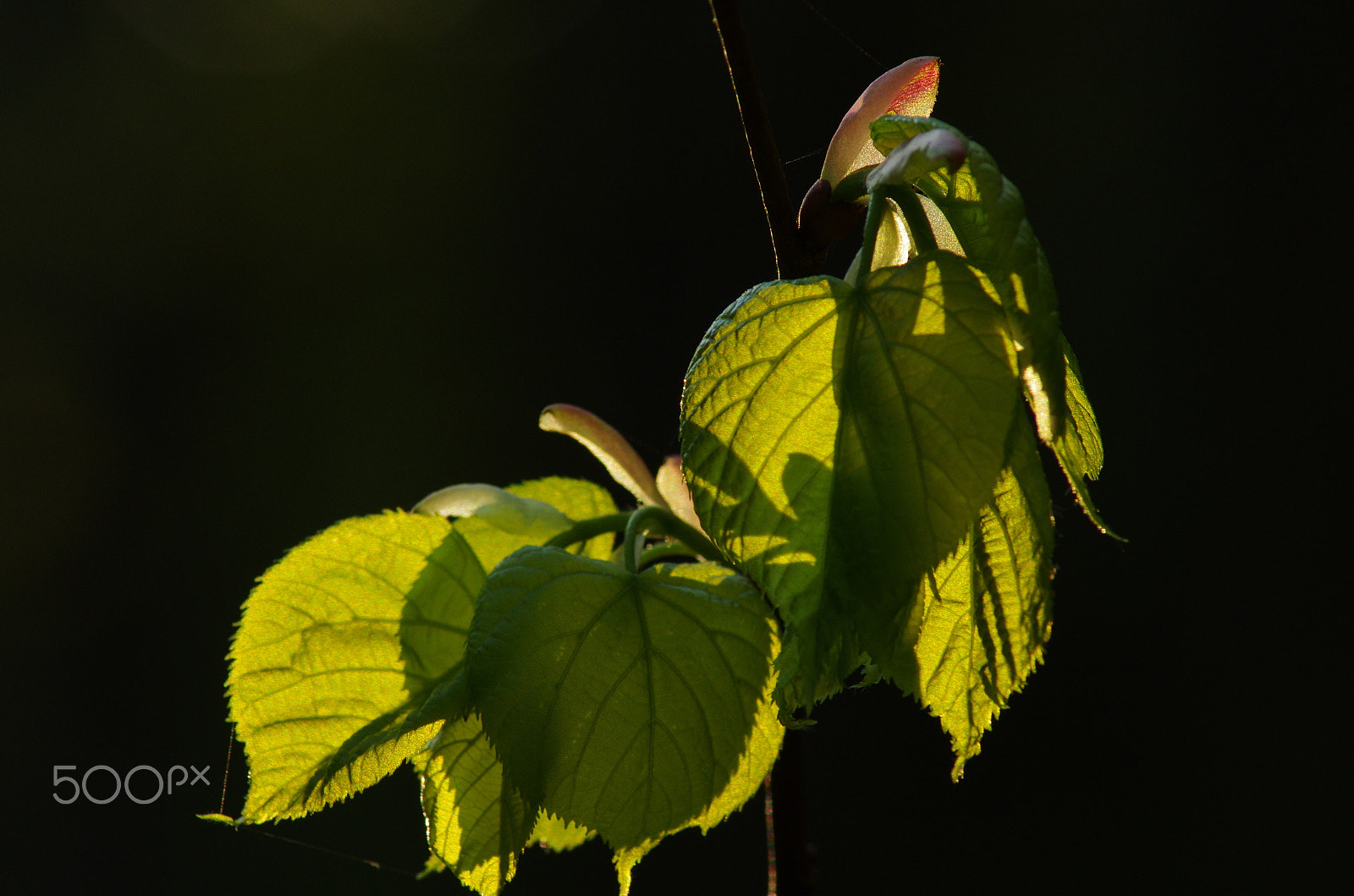 Pentax K-5 IIs + Tamron AF 70-300mm F4-5.6 LD Macro 1:2 sample photo. The touch of the light photography