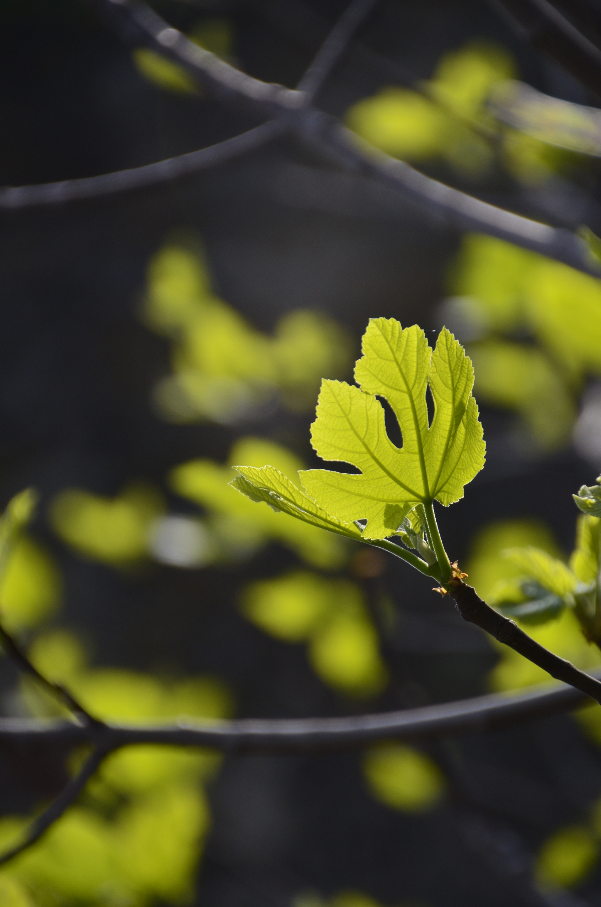 Nikon D5100 sample photo. Ficus carica photography