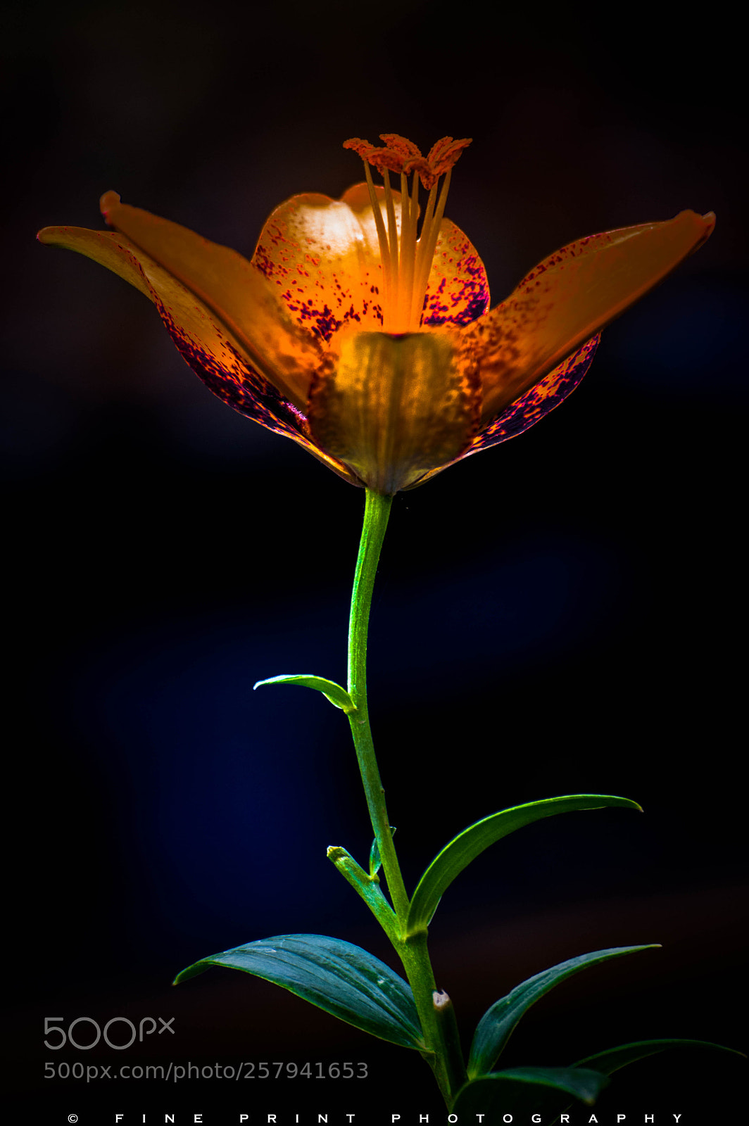Nikon D3200 sample photo. "light up my life" (2018) photography