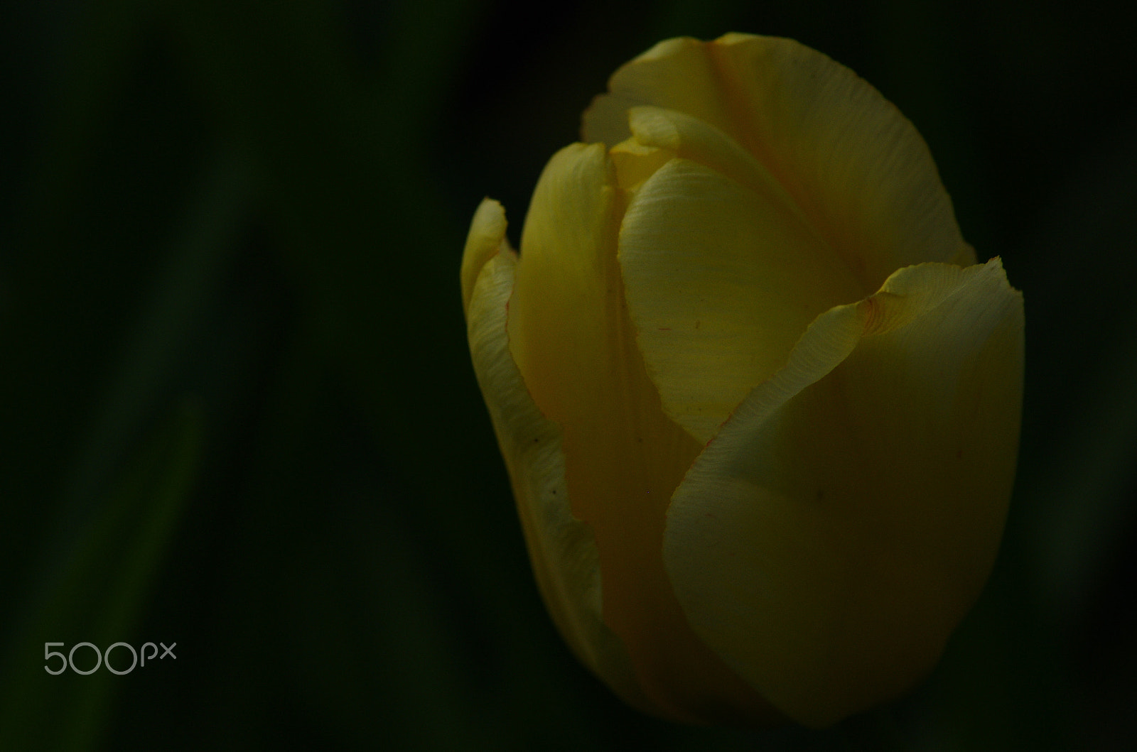 Pentax K-5 IIs + Tamron AF 70-300mm F4-5.6 LD Macro 1:2 sample photo. Yellow -- difficult to take a snap of photography