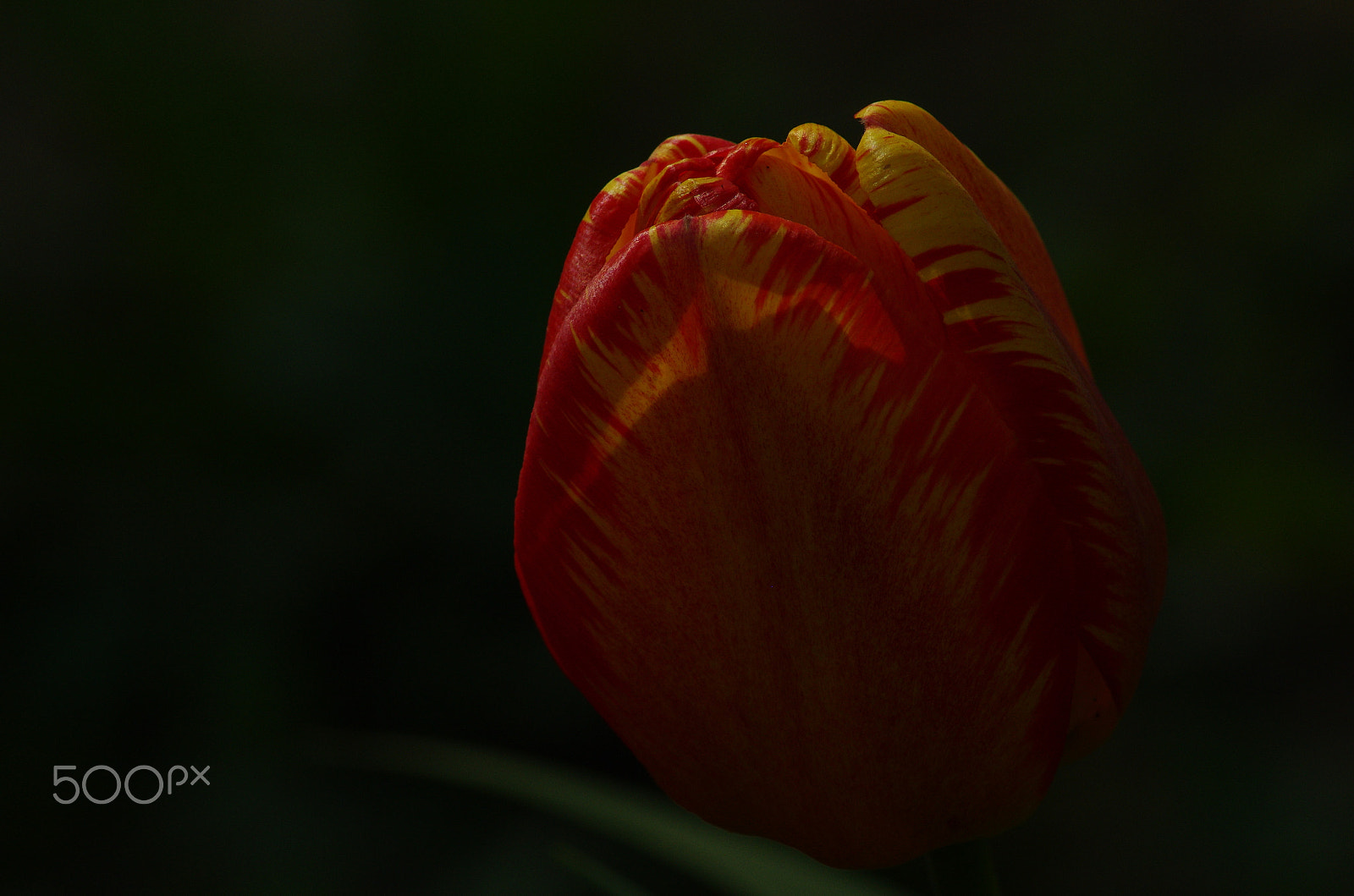 Tamron AF 70-300mm F4-5.6 LD Macro 1:2 sample photo. The touch of light on red and yellow photography