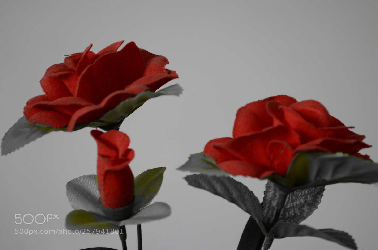 Nikon D5100 sample photo. Selección color rojo photography
