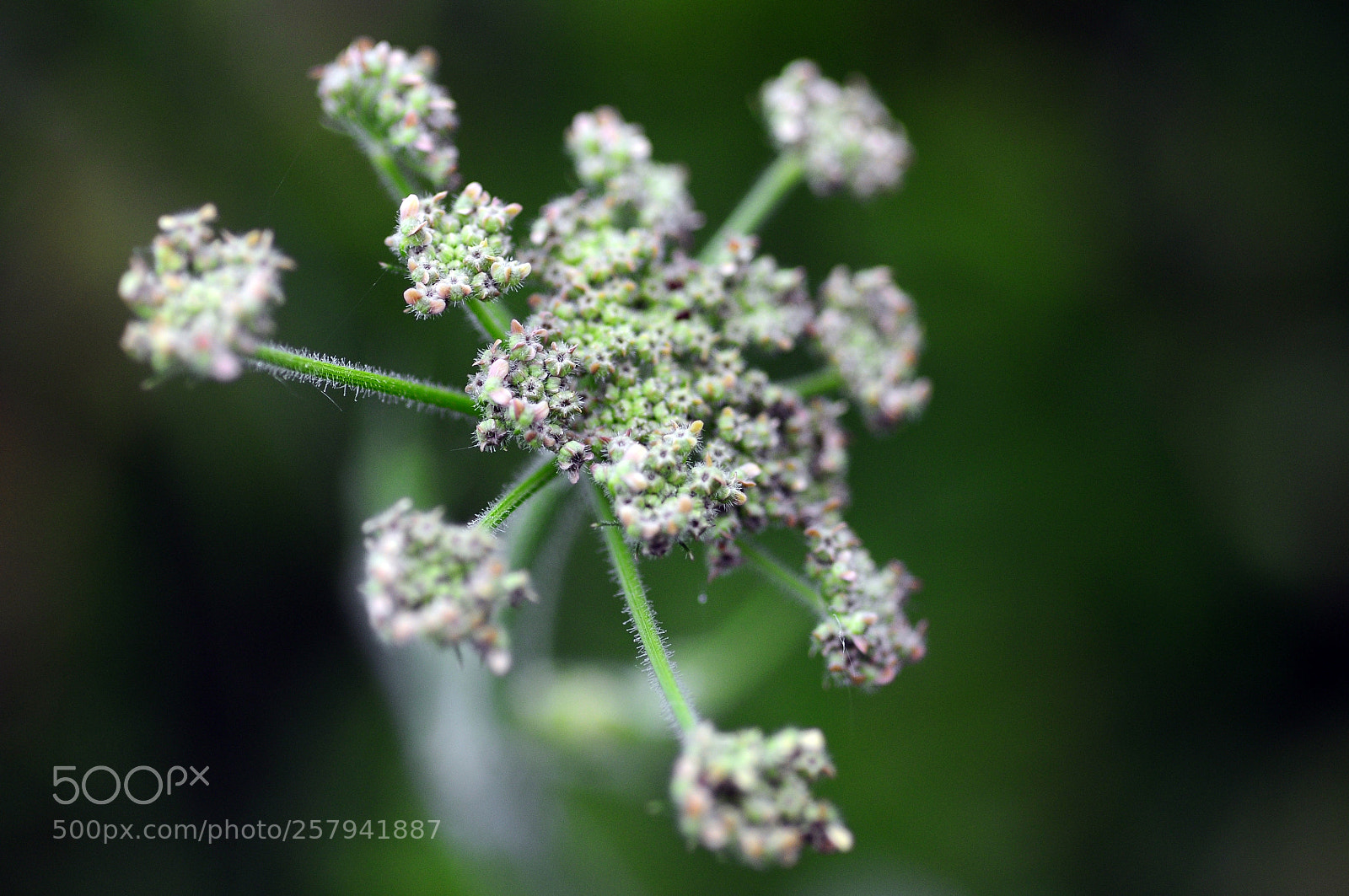 Nikon D90 sample photo. Vegetal fireworks 6 photography
