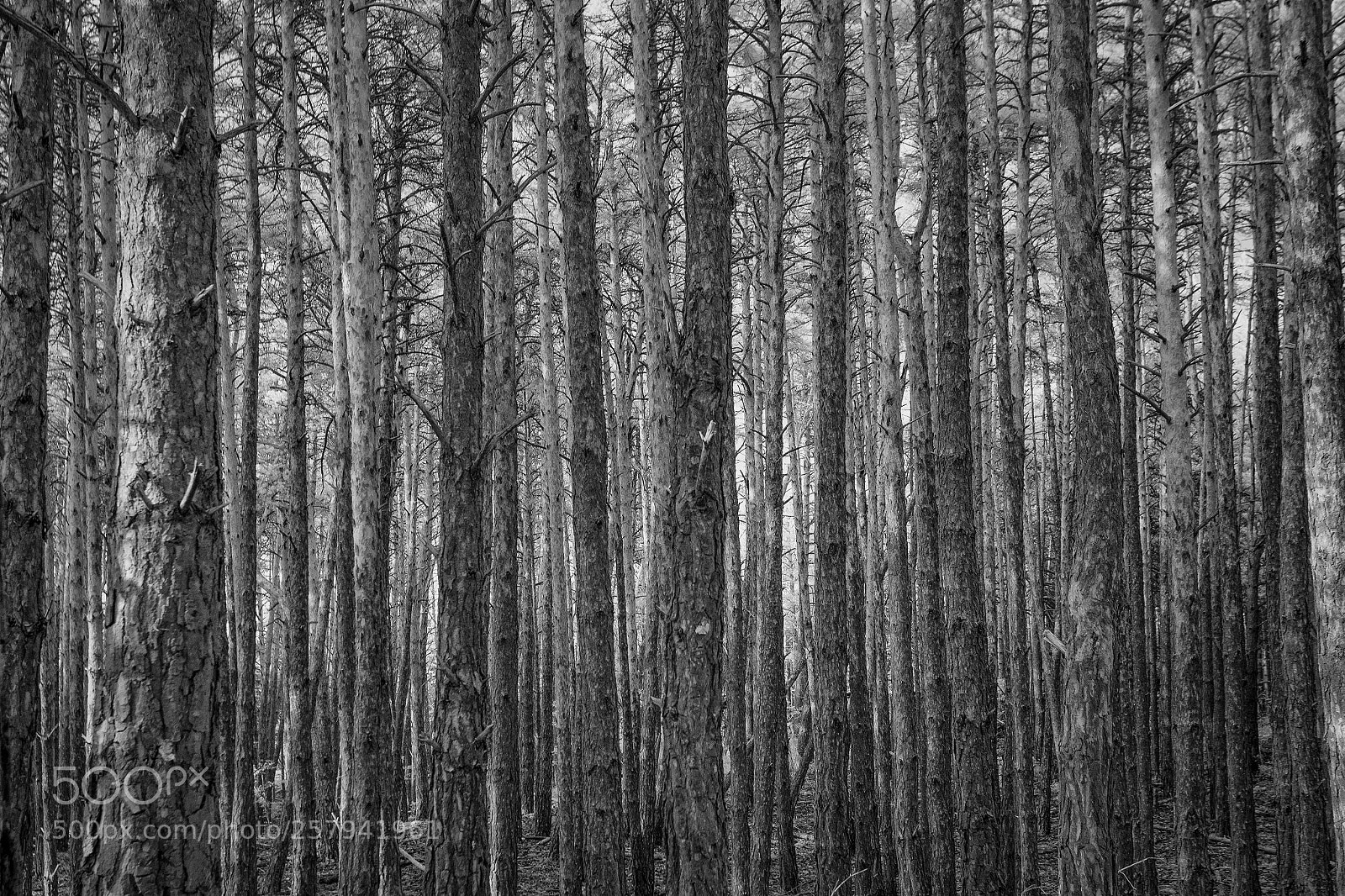 Canon EOS 6D sample photo. Trees photography