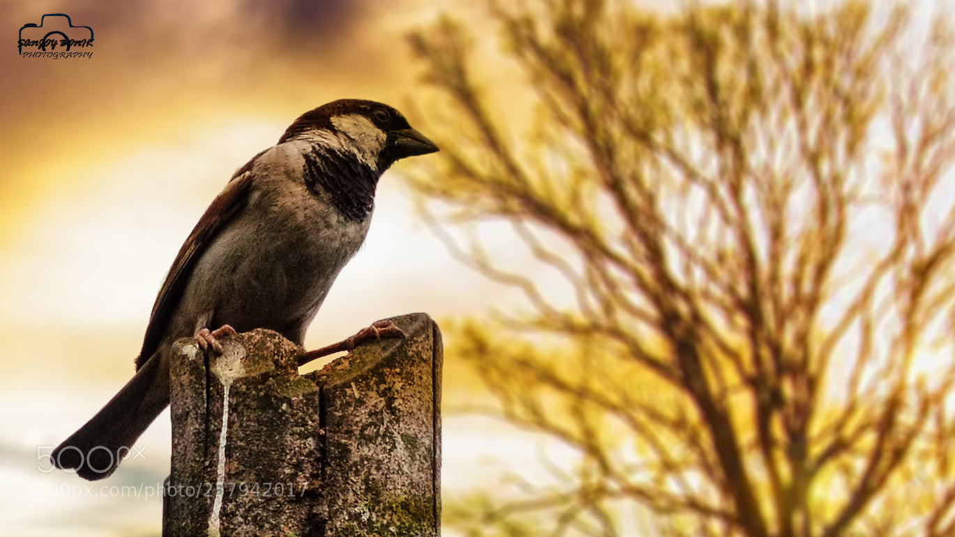 Nikon D3200 sample photo. A sparrow photography