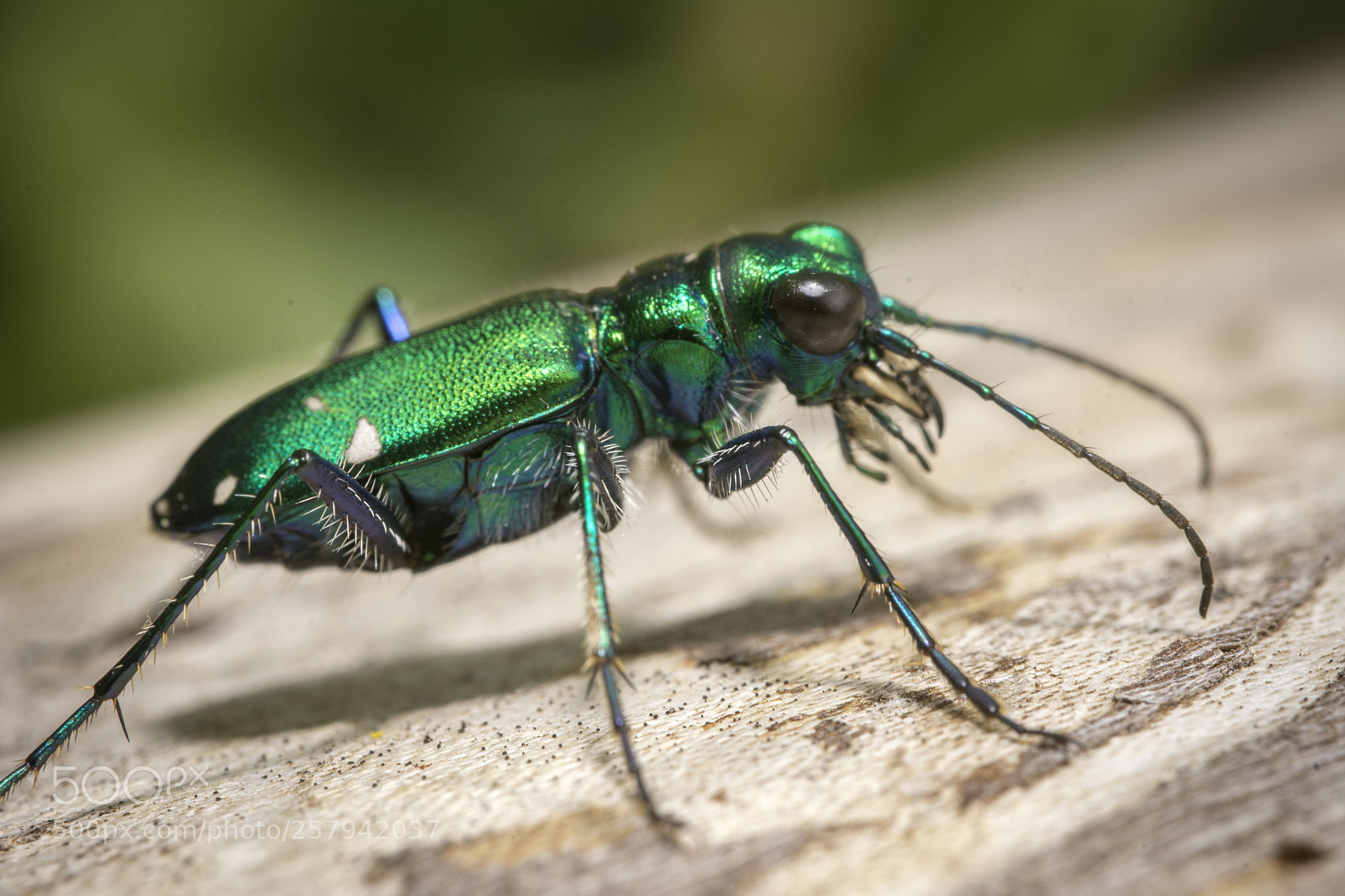 Nikon D7100 sample photo. Tiger beetle on log photography