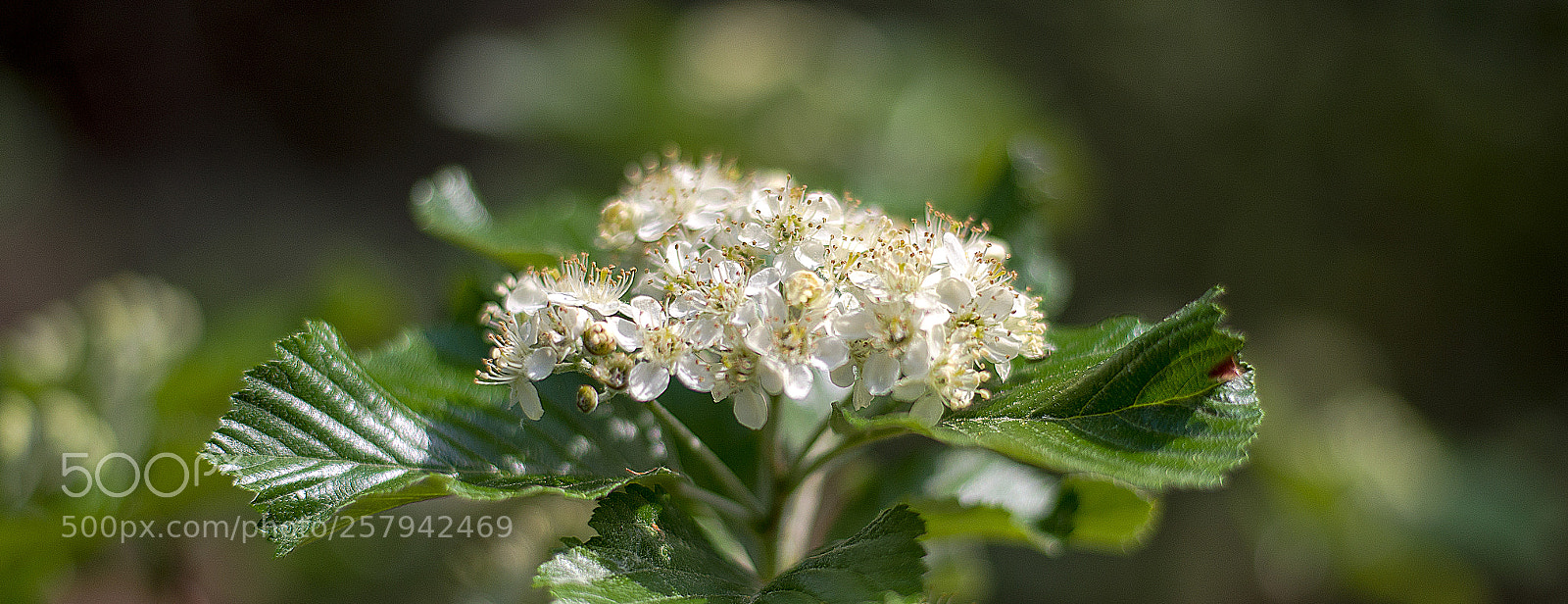 Nikon D750 sample photo. Nature is enough photography