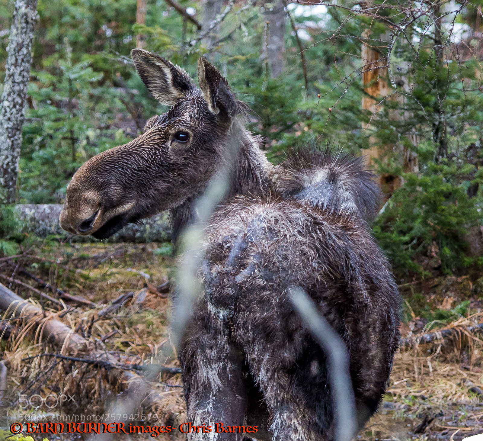 Canon EOS 7D Mark II sample photo. Drive home from quebec photography