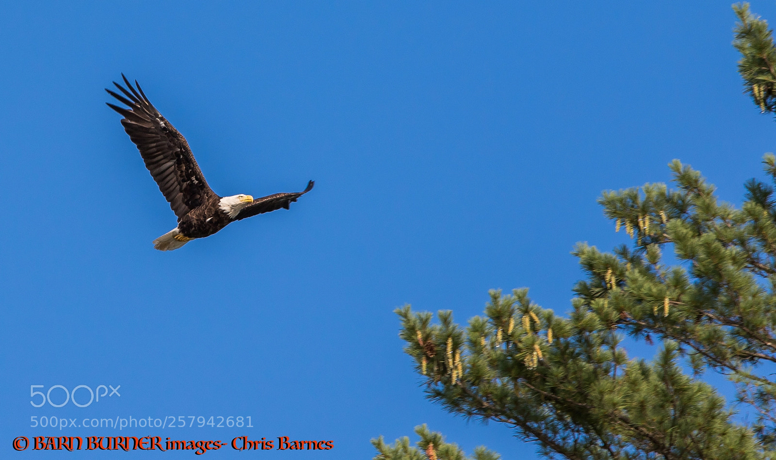 Canon EOS 7D Mark II sample photo. Eagles photography