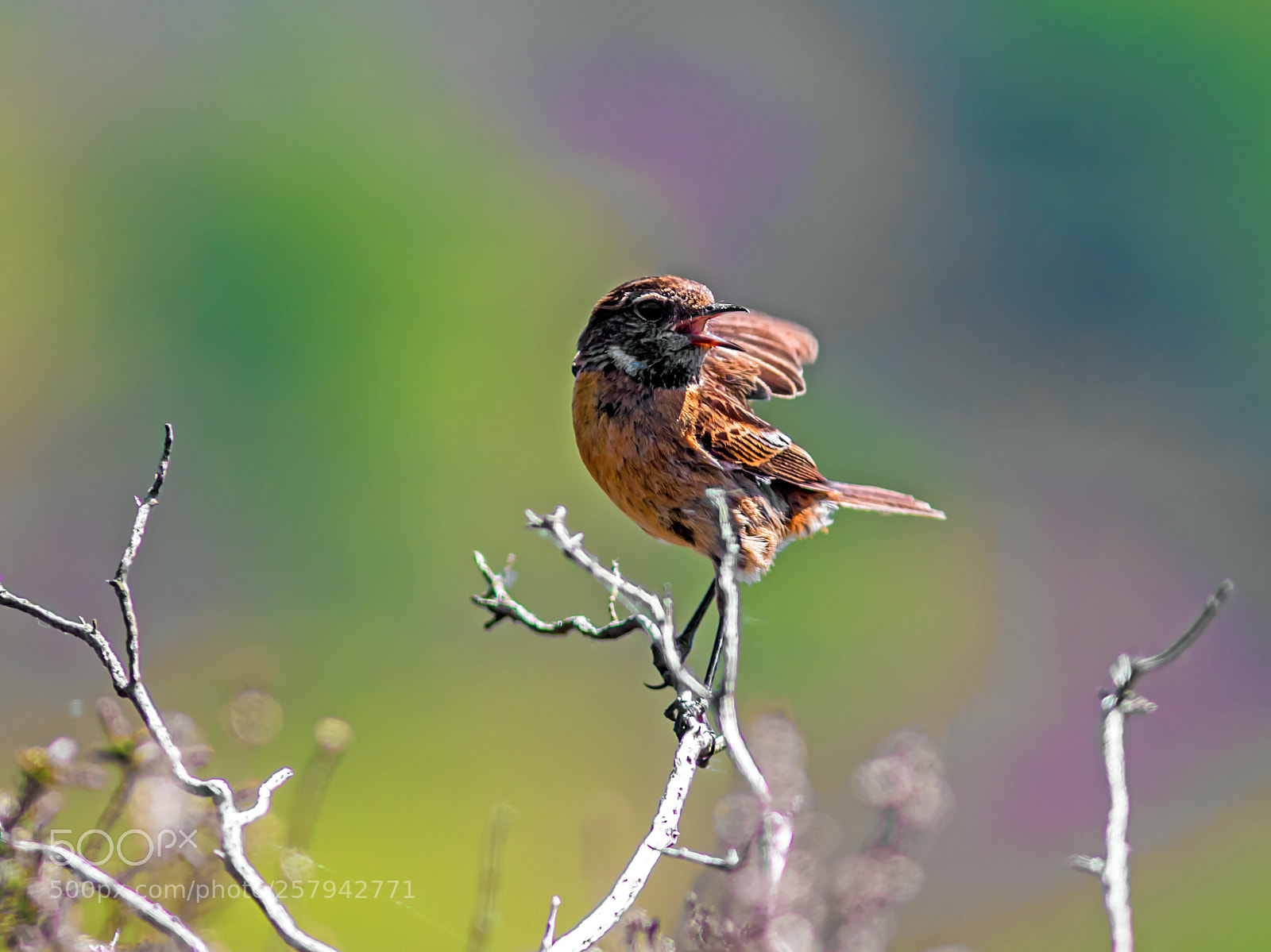 Canon EOS 7D Mark II sample photo. Female stonechat photography