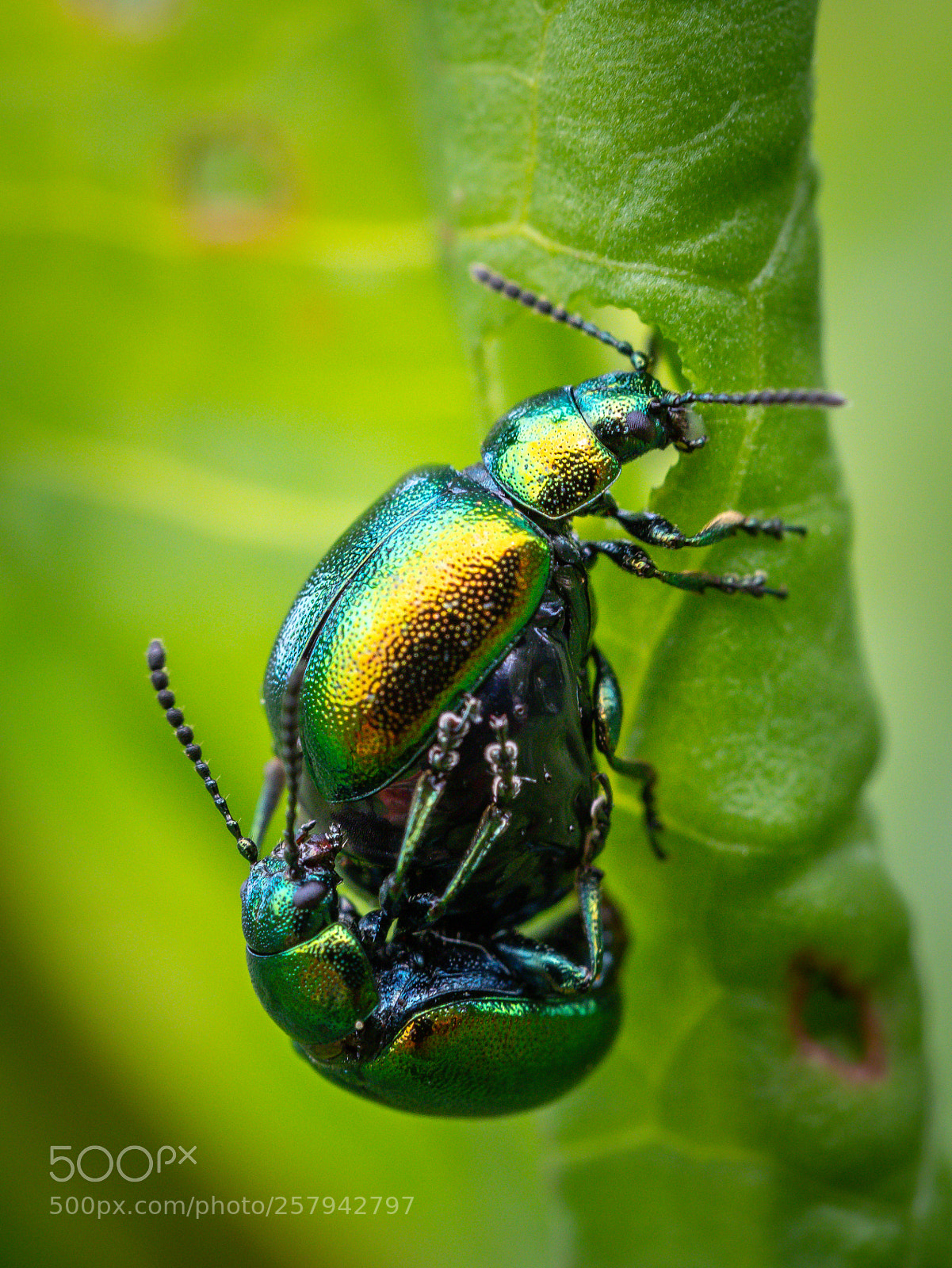 Olympus OM-D E-M1 Mark II sample photo. Green dock beetles photography