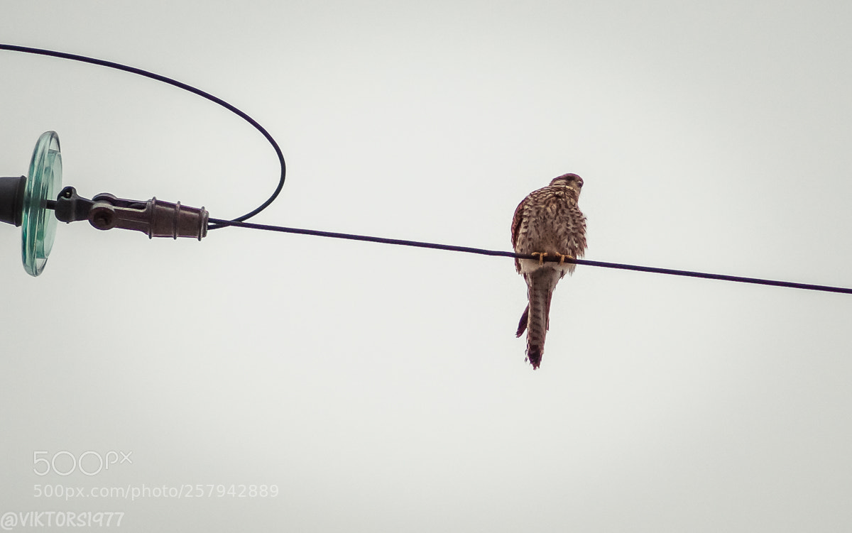 Sony SLT-A58 sample photo. Kestrel photography