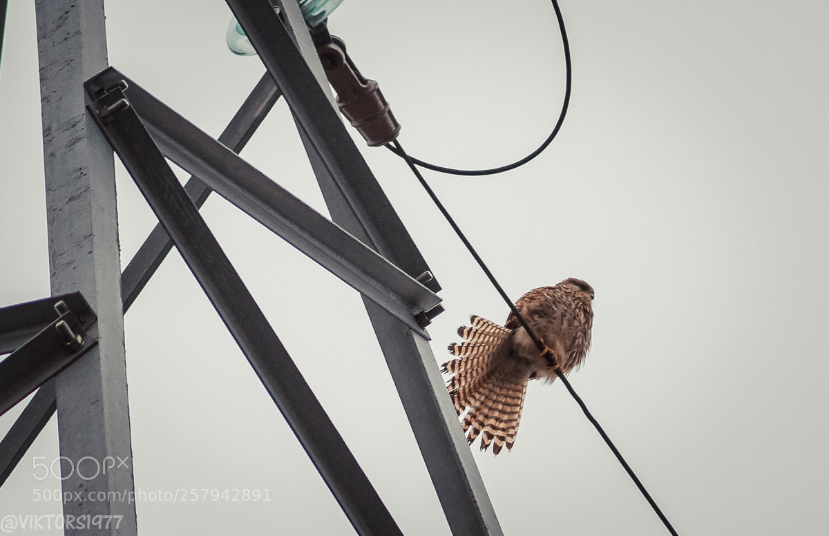 Sony SLT-A58 sample photo. Kestrel 2 photography
