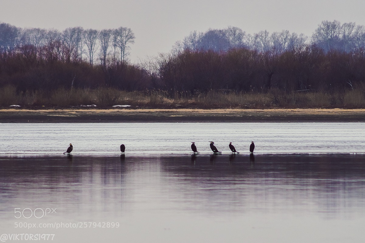 Sony SLT-A58 sample photo. Phalacrocorax photography