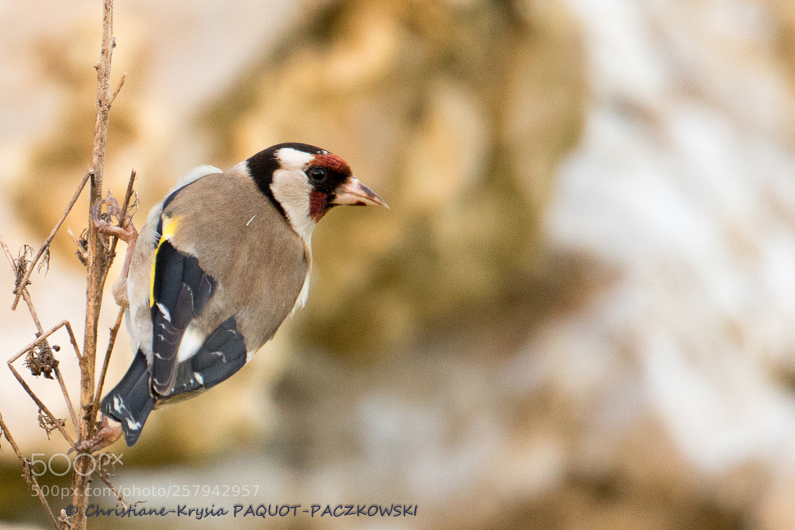 Canon EOS 7D Mark II sample photo. Chardonneret élégant-carduelis carduelis-goldfinch photography