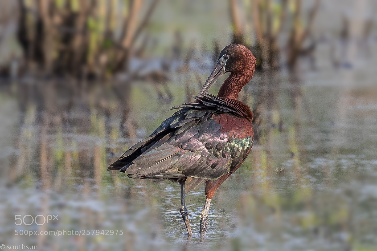 Canon EOS-1D X Mark II sample photo. Preening photography
