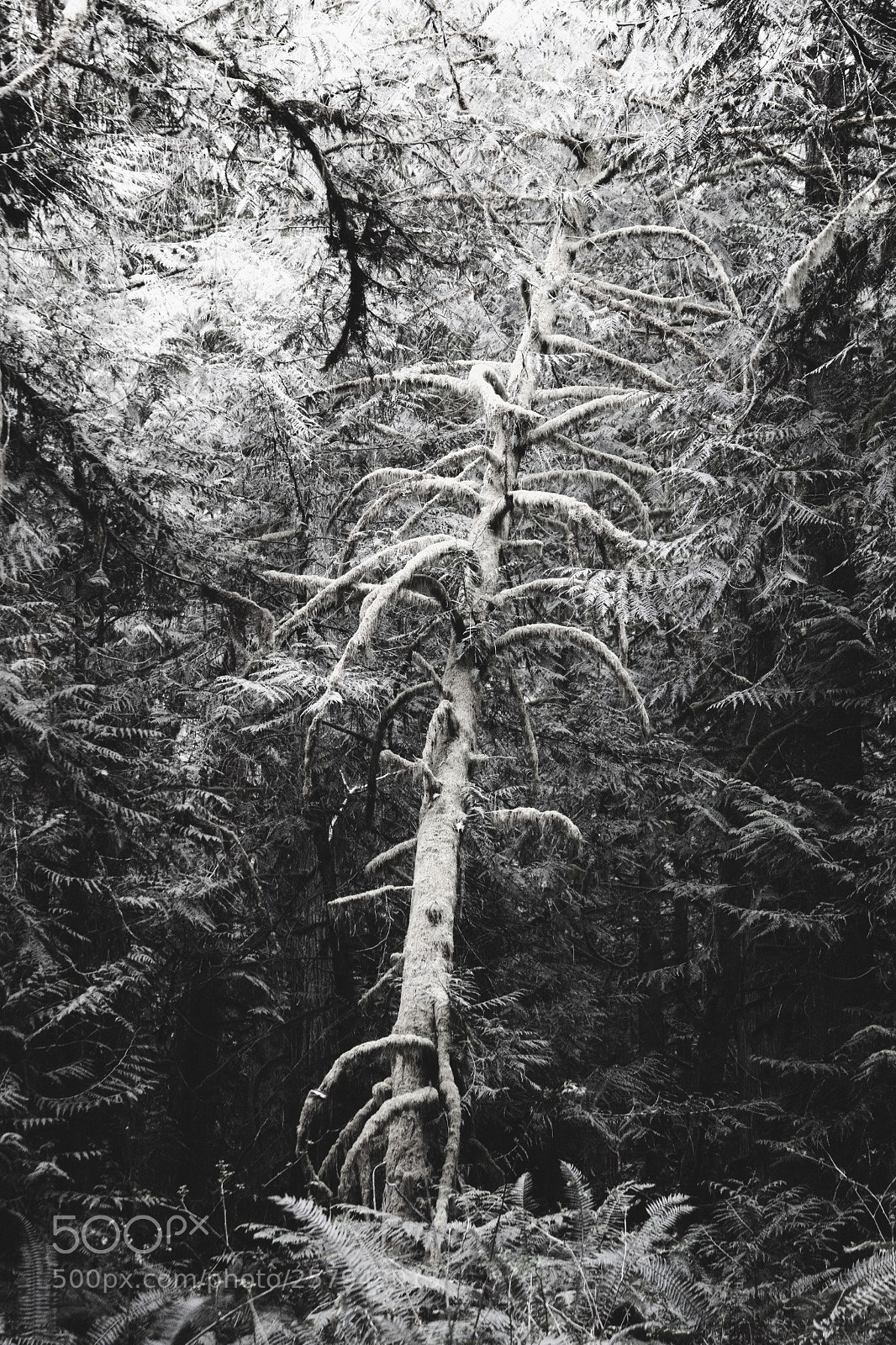 Canon EOS 70D sample photo. White tree photography