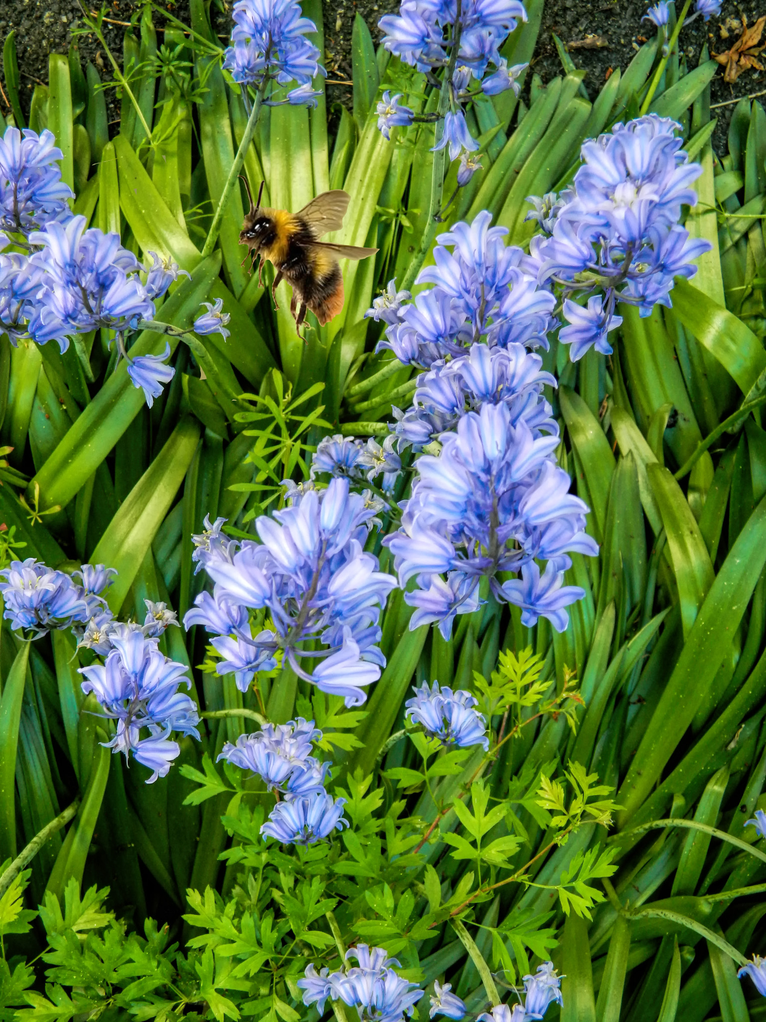 Nikon COOLPIX L310 sample photo. The bee in the bluebells photography