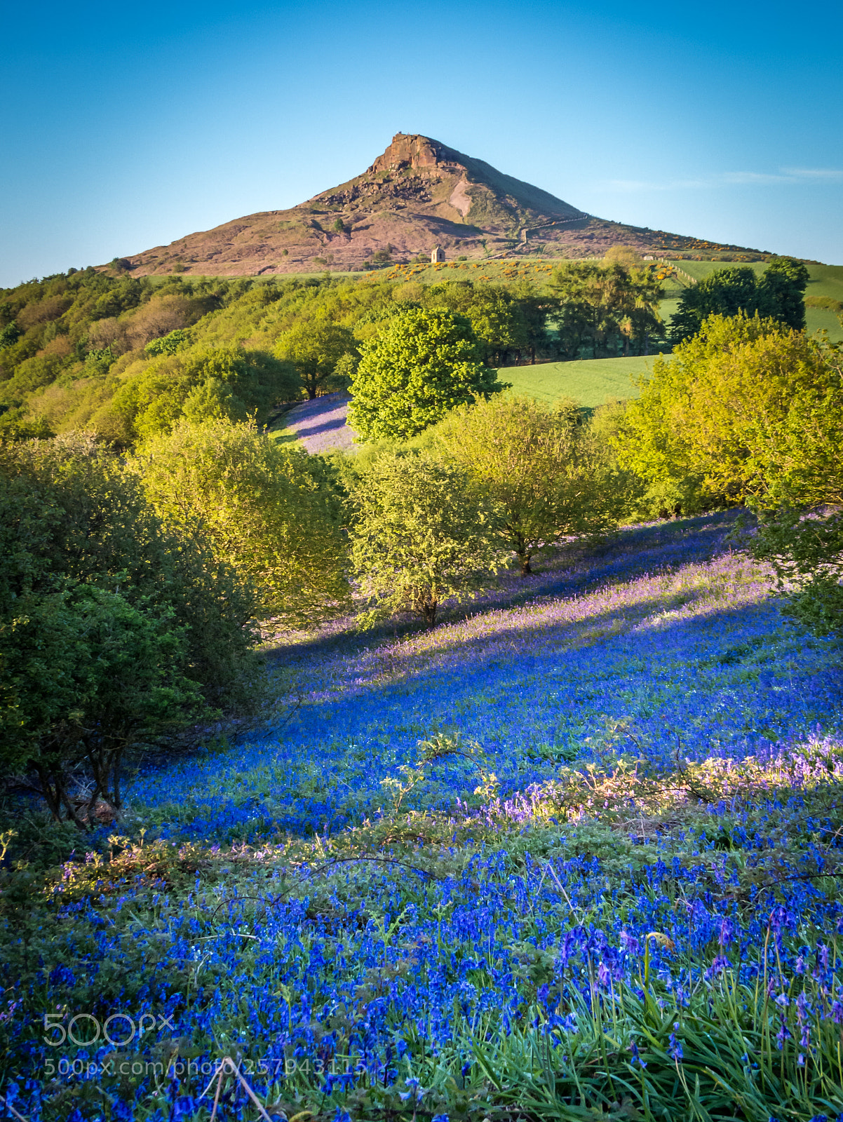 Canon PowerShot SX50 HS sample photo. Roseberry bluebells photography