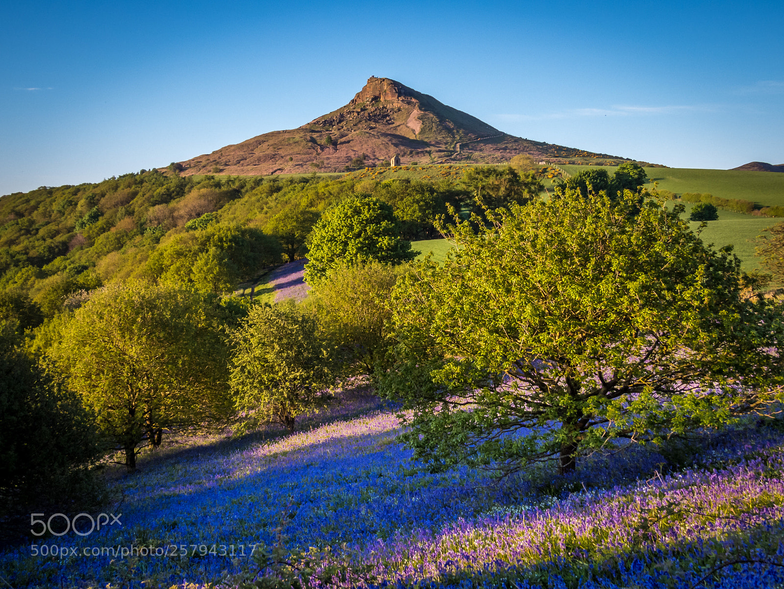 Canon PowerShot SX50 HS sample photo. Roseberry bluebells photography