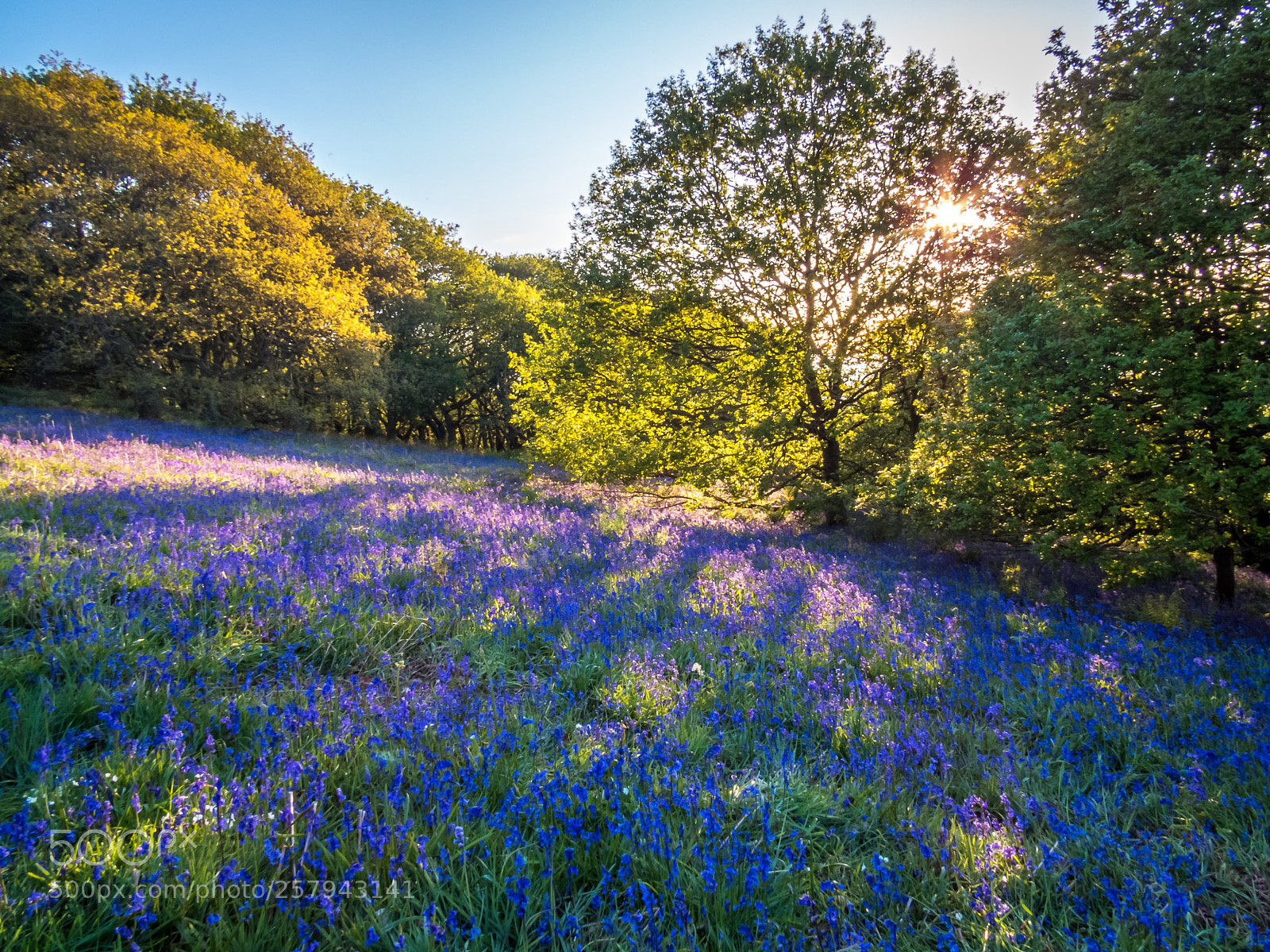 Canon PowerShot SX50 HS sample photo. Roseberry bluebells photography
