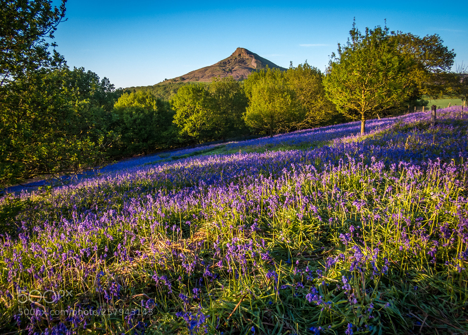 Canon PowerShot SX50 HS sample photo. Roseberry bluebells photography