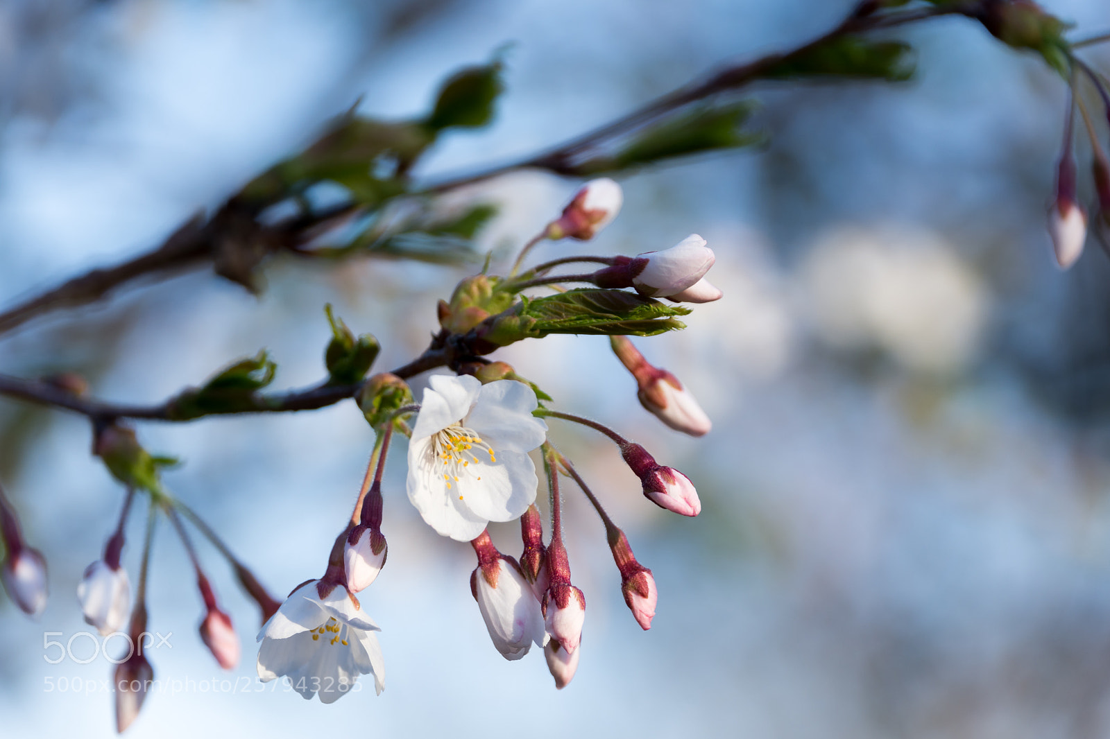 Nikon D7200 sample photo. Cherry blossom 3 photography