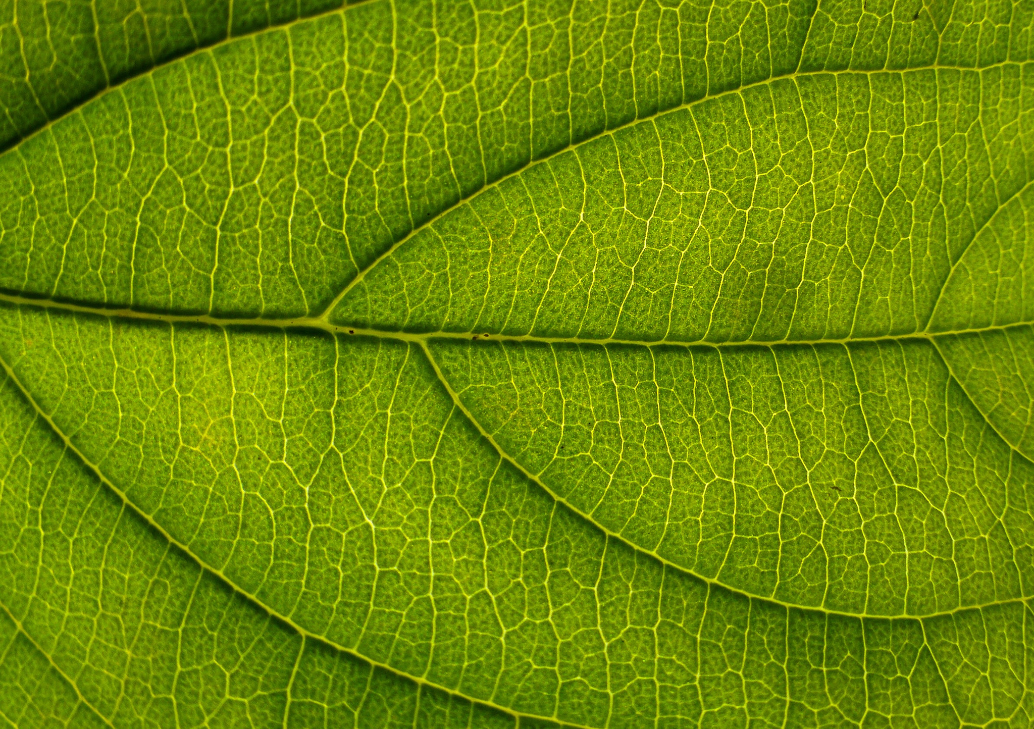 Panasonic Lumix DMC-GH2 sample photo. Hoja photography
