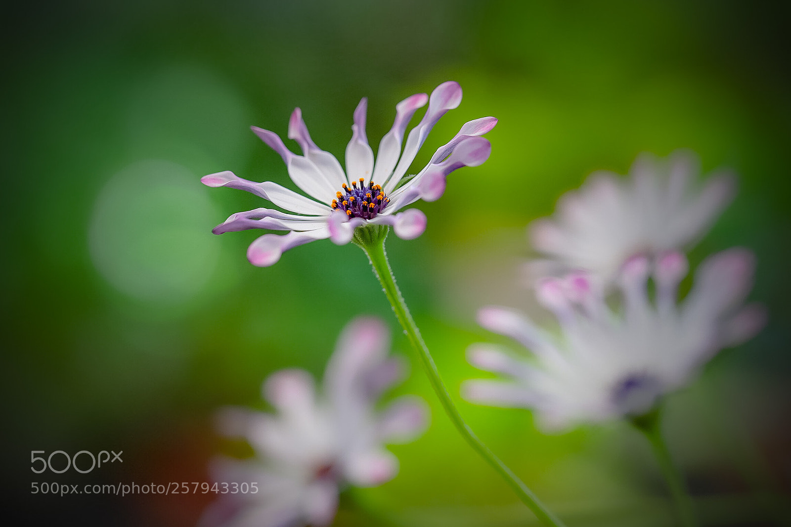 Canon EOS 6D Mark II sample photo. Spoon petals photography