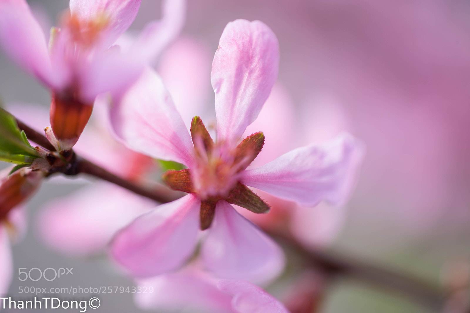 Nikon D700 sample photo. Bloom photography