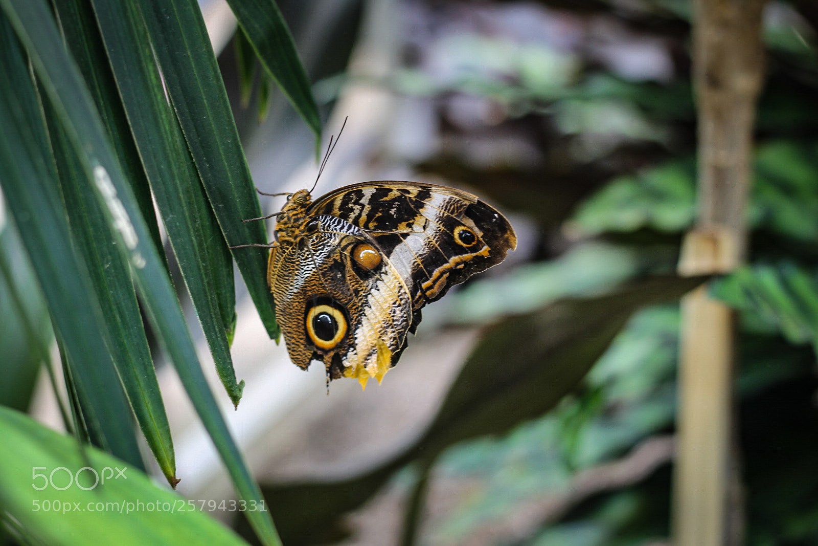 Canon EOS 1100D (EOS Rebel T3 / EOS Kiss X50) sample photo. Butterfly photography