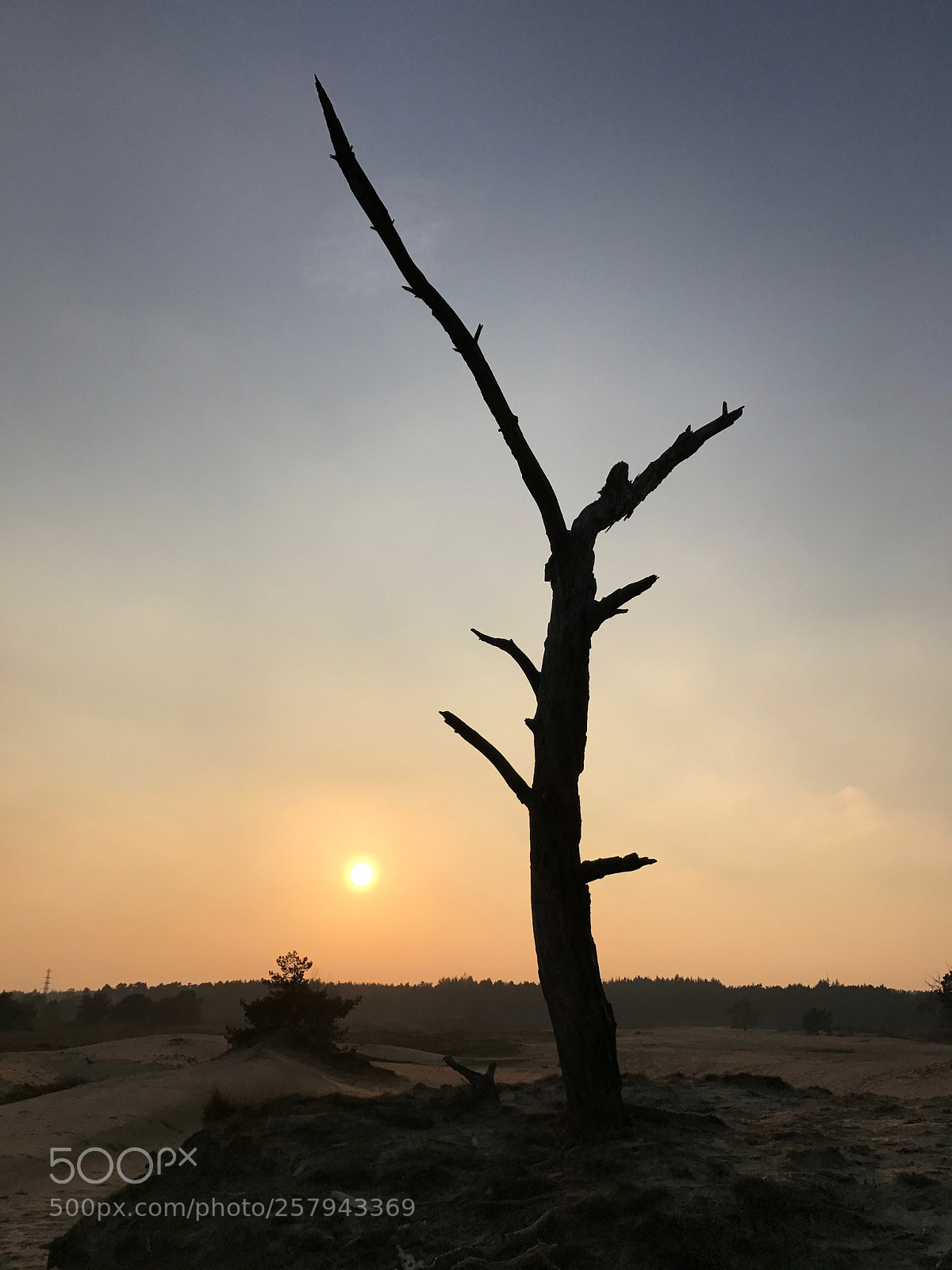 Apple iPhone 7 Plus sample photo. Tree photography