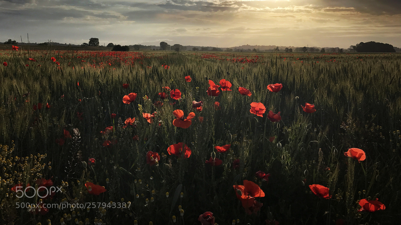 Apple iPhone 7 Plus sample photo. Poppies photography