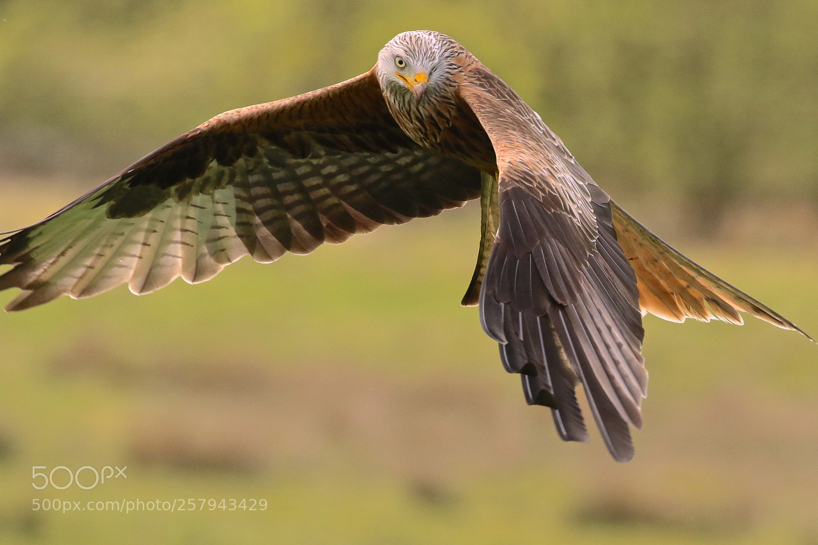 Canon EOS 7D Mark II sample photo. Red kite photography