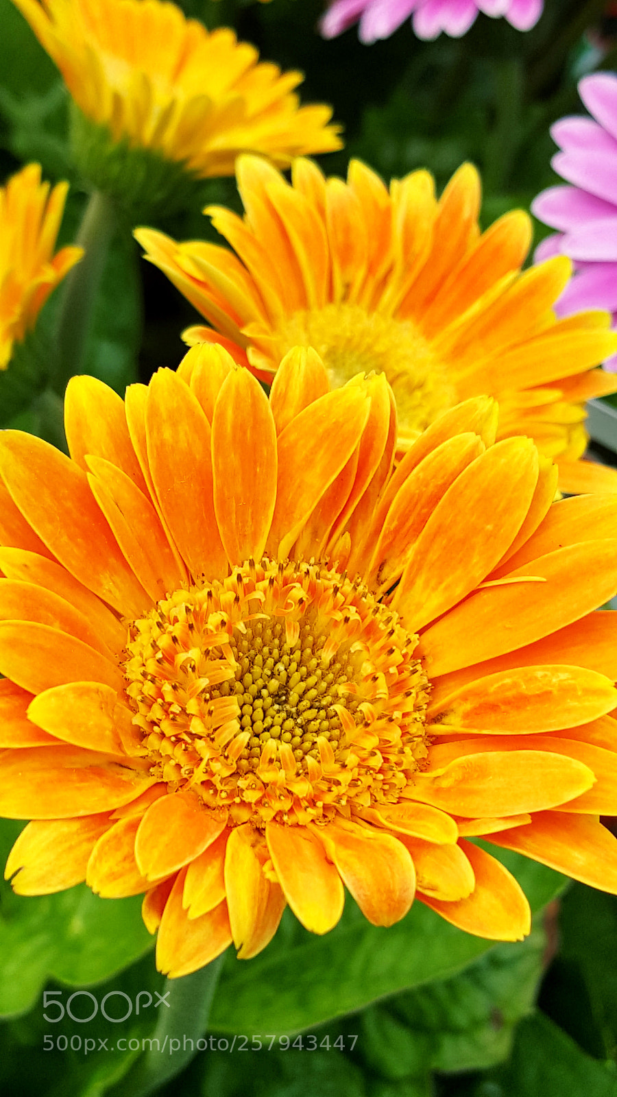 Samsung Galaxy Note5 sample photo. Untitled photography