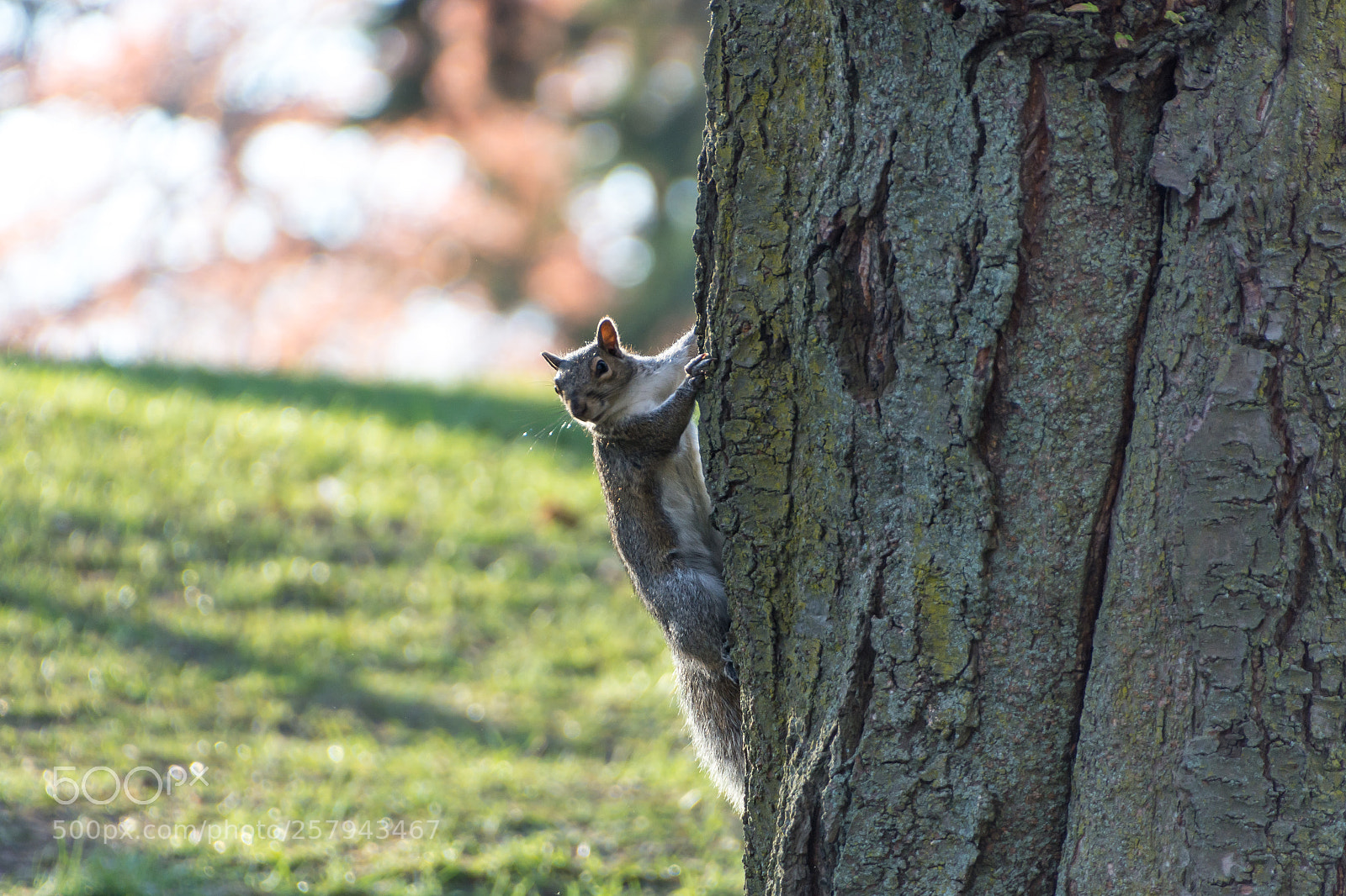 Nikon D7200 sample photo. Squirrel photography