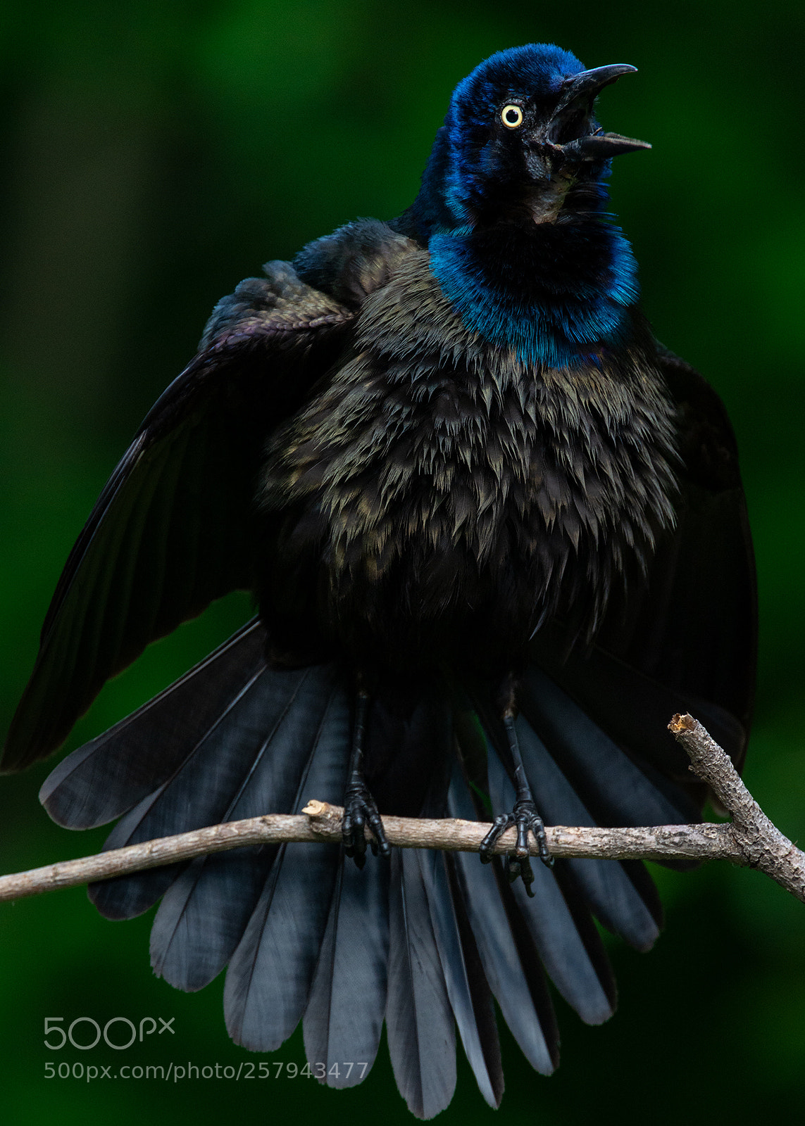 Nikon D7100 sample photo. Grackle photography